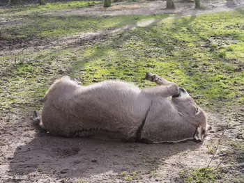 Lens Polder kinderboerderij in Nieuwpoort (Belgie)